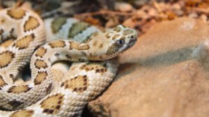 Rural carriers can reduce the threat of a bad encounter with venomous snakes and other wild animals