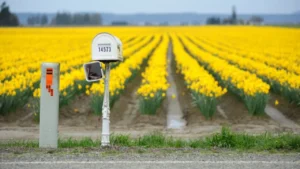 PS Form 3227-R Revision: Rural or Highway Contract Route Carrier Stamp Purchase Order Form