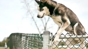 A rural carrier was injured in a dog attack