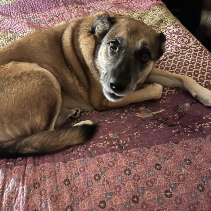 68296026288__7D781D08-45CA-45B8-BFE8-EB5C0203649A-scaled-1-696x928-1